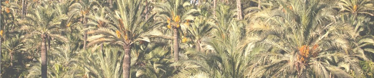 CB EL CABO DE SANTA POLA - baloncesto in Santa Pola