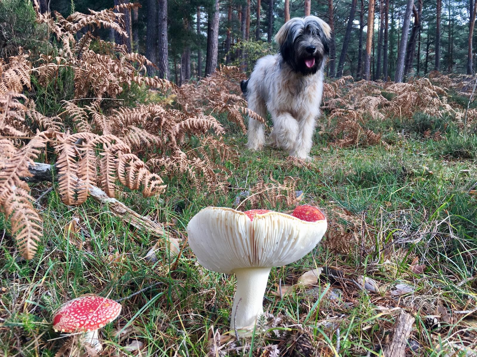 Snow Point Santa Inés - ski in Vinuesa