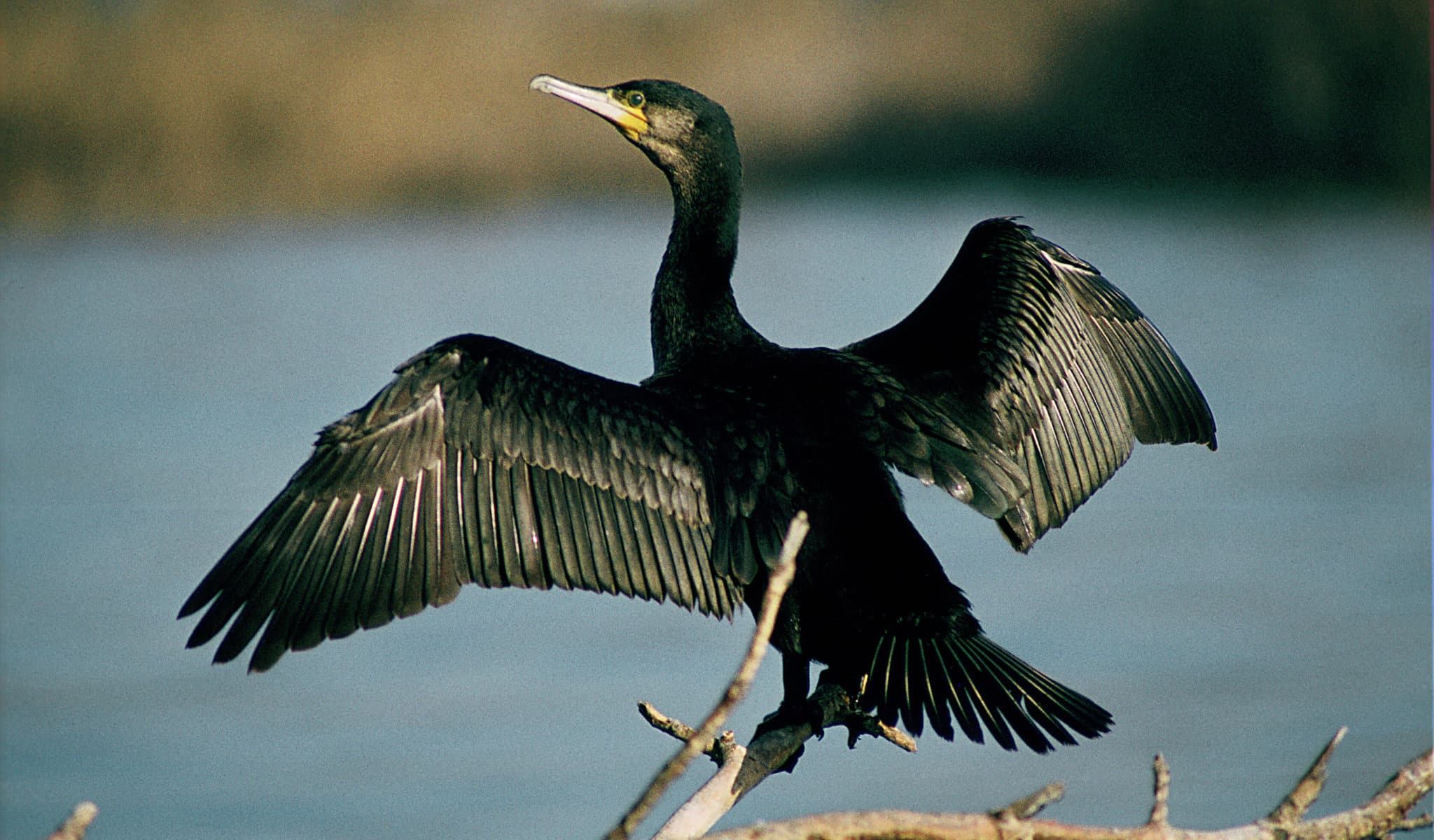Asociación para el fomento del Aikido AFA MADRID San Lorenzo De El Escorial Aikido - karate in San Lorenzo de El Escorial
